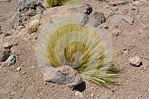 Chile. Desert plant - paja brava photo