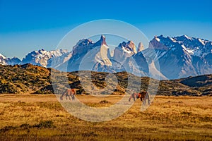 CHILE. horses grazing in front of the Torres del Paine