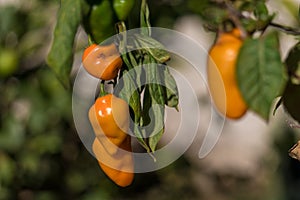 chile manzano Capsicum pubescens photo