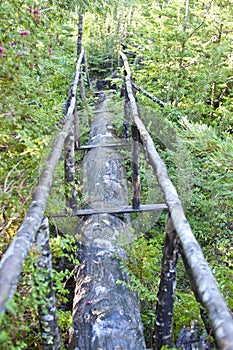 Chile Nature Log Bridge Path