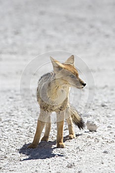 Chile's Andean fox, Atacama desert