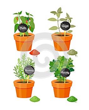 Chile and Sage Potted Plants Vector Illustration