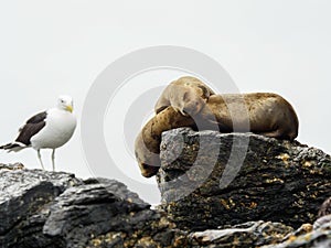 Chile sea lion atacame wildlife photo