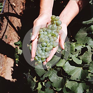 chile vineyards with grapes in a field with mountains ,wine industry with woman hands showing grapes