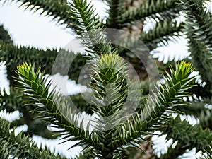 Chilean Araucaria, also called Andenfir, Chilean Spruce, Snake Tree.
