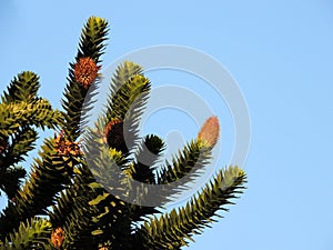 Chilean Araucaria, Araucaria araucana