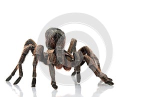 Chilean Beautiful Tarantula