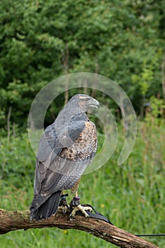 Chilean Blue Eagle photo