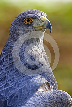 Aguja or Chilean blue eagle Geranoaetus melanoleucus photo