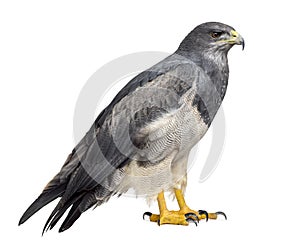 Chilean blue eagle - Geranoaetus melanoleucus