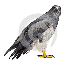 Chilean blue eagle - Geranoaetus melanoleucus