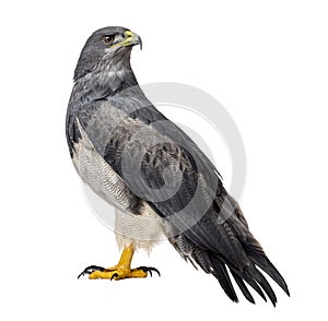 Chilean blue eagle - Geranoaetus melanoleucus