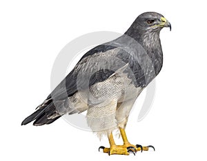 Chilean blue eagle - Geranoaetus melanoleucus