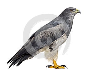 Chilean blue eagle - Geranoaetus melanoleucus