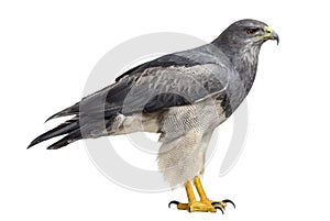Chilean blue eagle - Geranoaetus melanoleucus photo