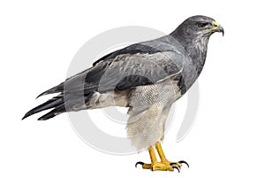 Chilean blue eagle - Geranoaetus melanoleucus