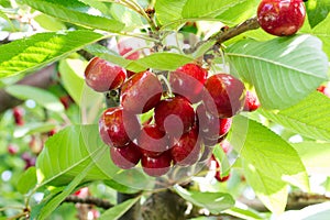 Chilean Cherries on a tree