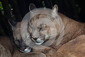 Chilean cougar (Puma concolor).