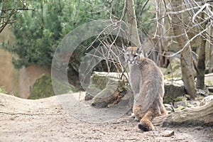 Chilean cougar photo