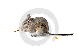 Chilean degu squirrel eating snack, closeup