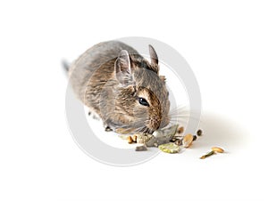 Chilean degu squirrel eating snack, closeup