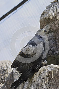 Chilean eagle