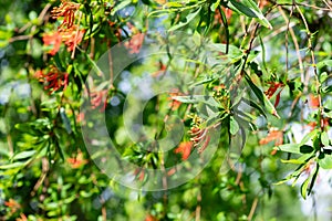 Chilean fire tree (embothrium coccineum