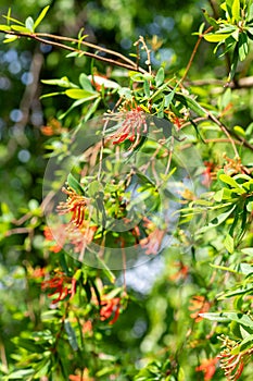 Chilean fire tree (embothrium coccineum