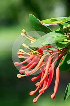 Chilean fire tree (embothrium coccineum