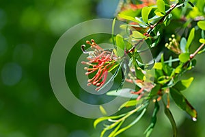 Chilean fire tree (embothrium coccineum
