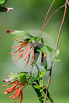 Chilean fire tree (embothrium coccineum