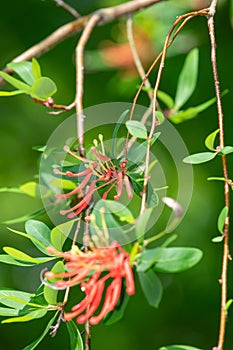 Chilean fire tree (embothrium coccineum