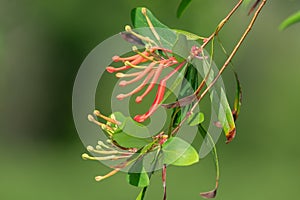 Chilean fire tree (embothrium coccineum
