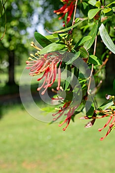 Chilean fire tree (embothrium coccineum