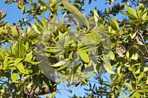 Chilean firetree (Embothrium coccineum) photo