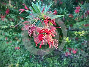 Chilean firetree in the morning. photo