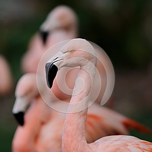 Chilean flamingo