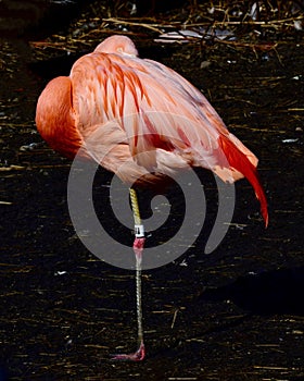 A Chilean Flamingo