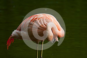 Chilean Flamingo