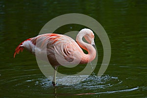 Chilean Flamingo