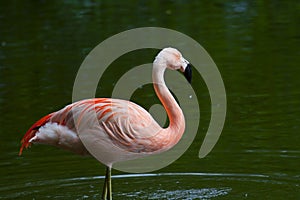 Chilean Flamingo