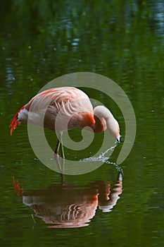 Chilean Flamingo