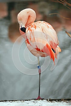 Chilean Flamingo photo