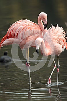 Chilean flamingo.