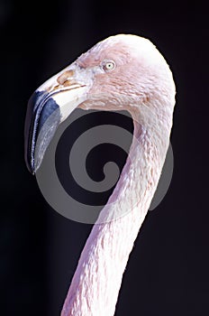 Chilean Flamingo