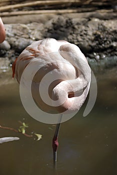 Chilean Flamingo