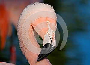 Chilean Flamingo photo