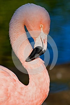 Chilean Flamingo photo