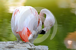 Chilean flamingo