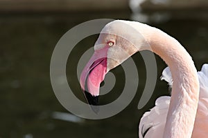 Chilean Flamingo